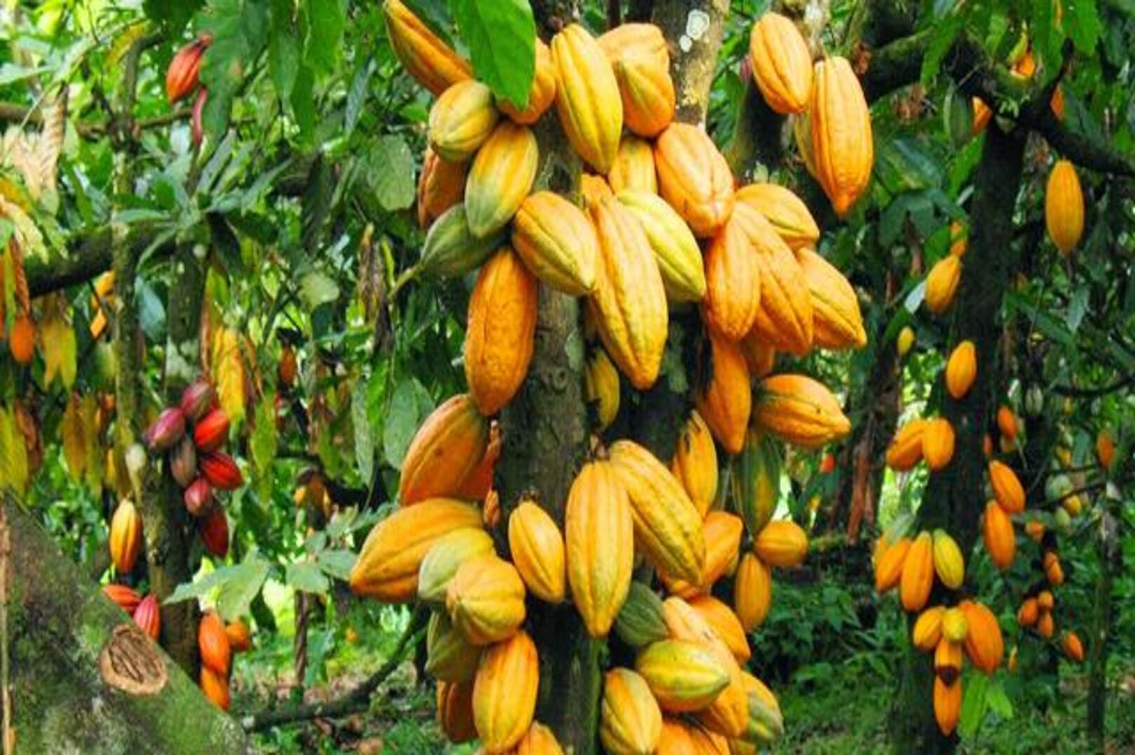 Ghana Maintains Cocoa Farmgate Price for 2025/2026 Season